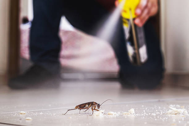 Wasp Removal Services in Groveville, NJ